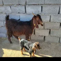 بز پاکستانی