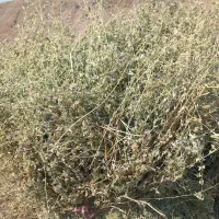 یونجه|لوازم جانبی حیوانات|اهر, |دیوار