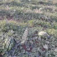 فروش هندوانه