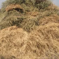 یونجه|لوازم جانبی حیوانات|مرند, |دیوار