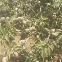 بادام کاملا ارگانیک درجه یک محصول باغ خودم