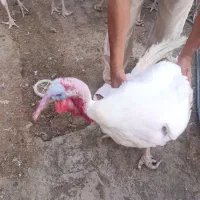 بوقلمون گوشتی