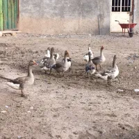 گاز