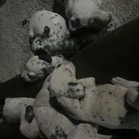 سگ دالمیشن