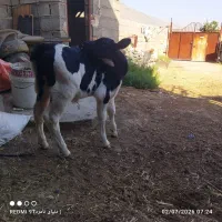 گوساله نر