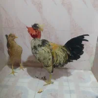 مجسمه