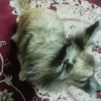 سگ پامر معاوضه با پرنده