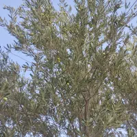 زیتون|خوردنی و آشامیدنی|نرماشیر, |دیوار