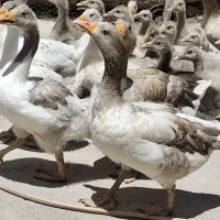 فروش 25 عدد غاز