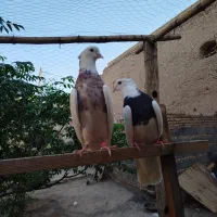 کبوتر طوقی و سرور