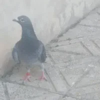 کبوتر اتم