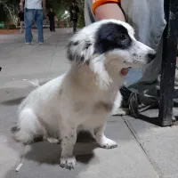 سگ پیدا شده