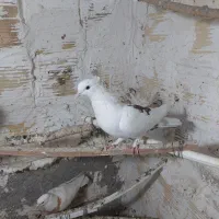 کبوتر