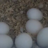 تخم نطفه دار گرینچیک