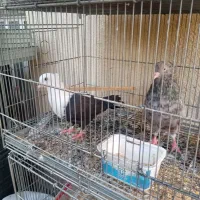 جفت کبوتر کاکلی نر سرورکاکلی و ماده کله سفید کالی