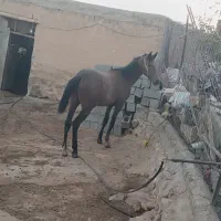 کراسب|اسب و تجهیزات اسب‌سواری|مهاباد (آذربایجان غربی), |دیوار
