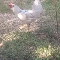 خروس گلین