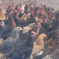 جوجه مرغ خروس 4ماهه شیراز ارسال رایگان