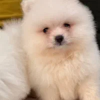 سگ بانمک