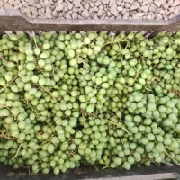 غوره انگور تازه چین آبدار امروز 20تا جعبه
