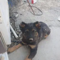سگ ژرمن