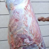 کشتار روزانه گوساله جوان و بره