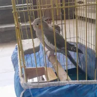 عروس هلندی