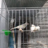 قناری نر بخون شلاقی