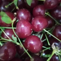 آلبالو فرنگی