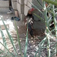 ماکیان فروشی