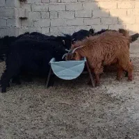 کهره چلبک
