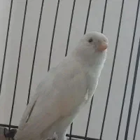 قناری سهره ماده آماده سفید معاوضه با رنگ دیگه