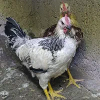 مرغ و خروس جوجه