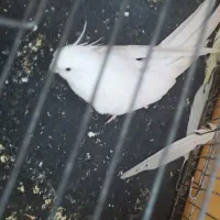 پرنده
