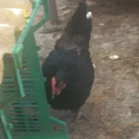 مرغ محلی تخمگذار گلین لری