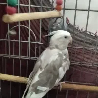 جوجه البینو ماده