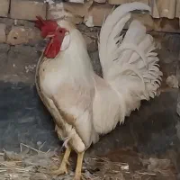 مرغ وخروس