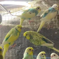 مرغ عشق|پرنده|گرگان, |دیوار
