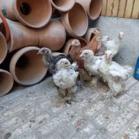 ۹تا جوجه برهما سنگین رومانی گریدA خوشرنگ قول پیکر