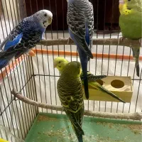 مرغ عشق|پرنده|شیراز, تل حسینآباد|دیوار