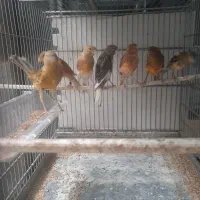 تعدادی قناری