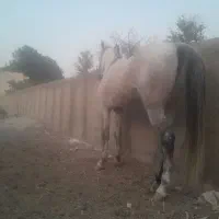 اسب نر..