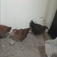 دانه ۵۰۰هزار تومان.