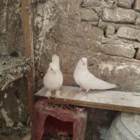 نروماده سفید
