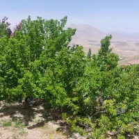 باغ-محدوده-علی-آباد-جای-دنج