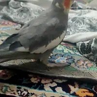 عروس هلندی گم شده