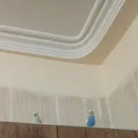 پرنده