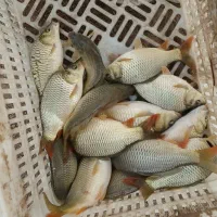 بچه ماهی قزل‌آلاکپور،آمور