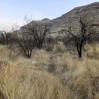 چوب بادام