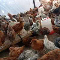 جوجه مرغ دو ماهه